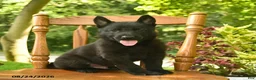 German Shepherd dogs for sale: Beethoven - Ad 3