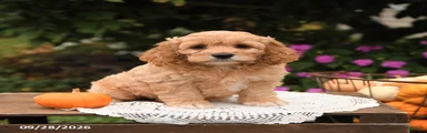 Teddy