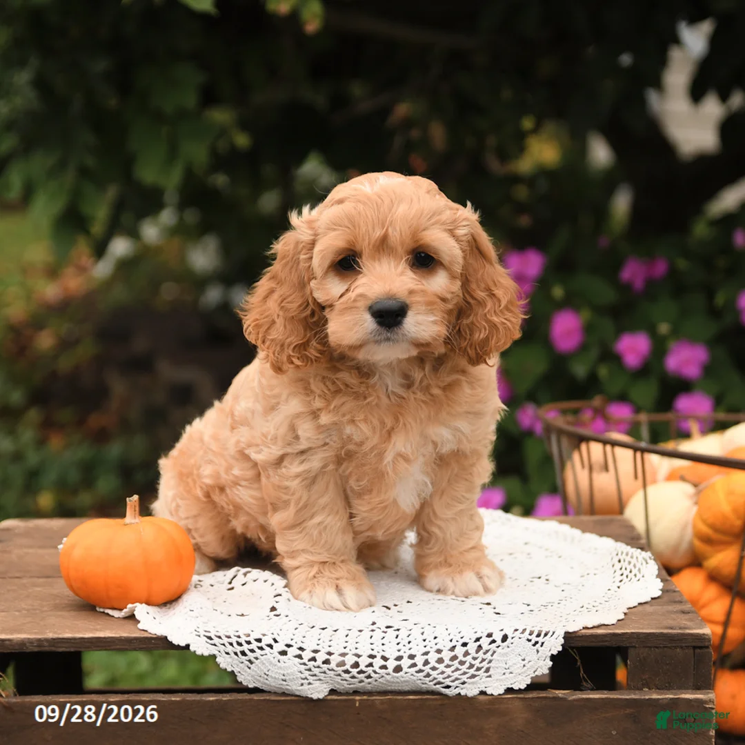 Cockapoo dogs for sale: Teddy - Ad 1