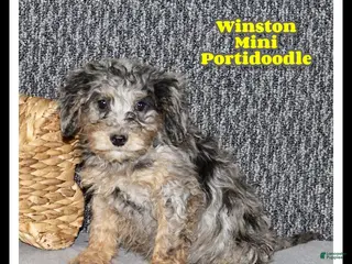 Mixed Breed dogs Winston - Ad 14