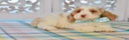Cockapoo dogs for sale: Claudia - Ad 14