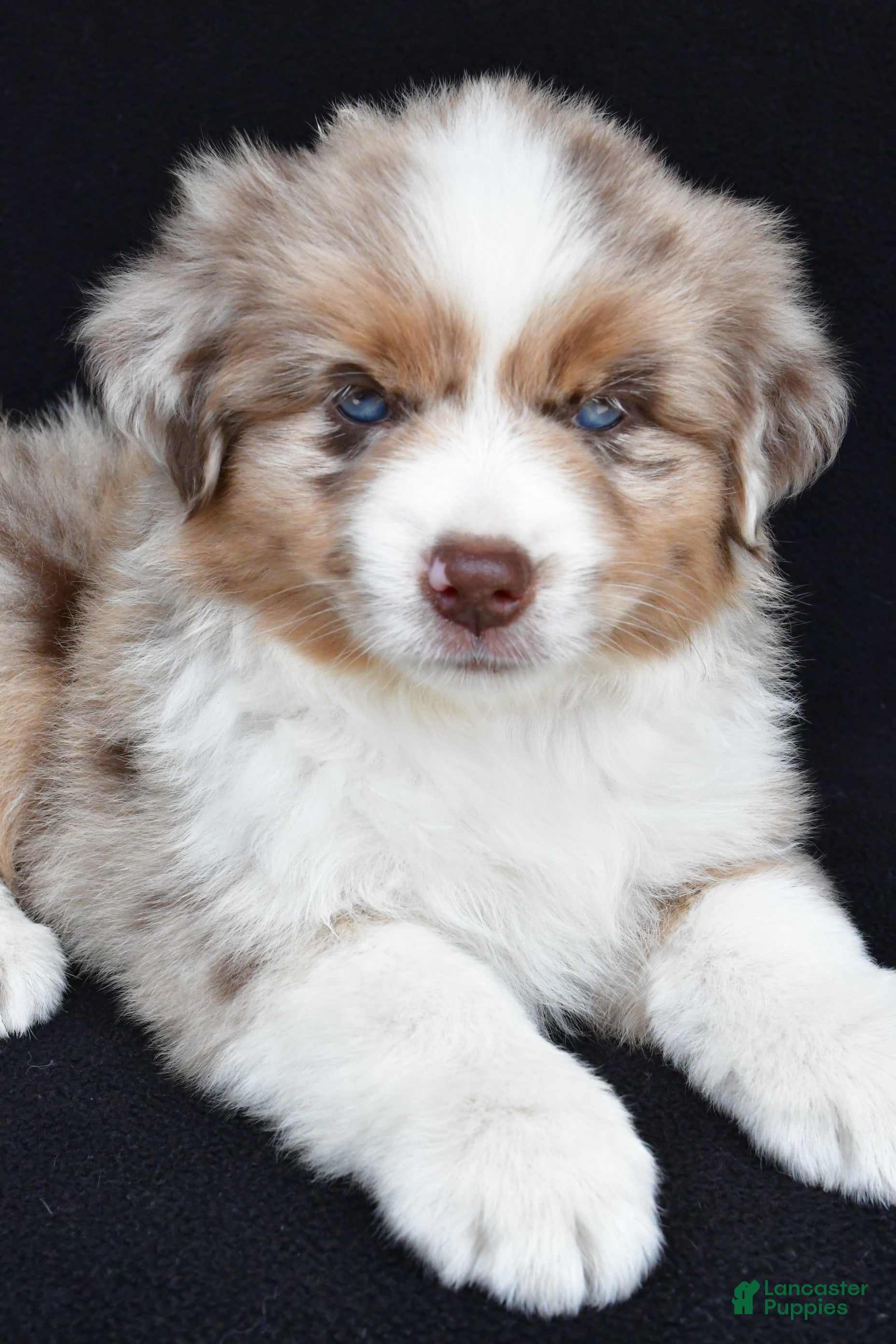 Miniature Australian Shepherd dogs Rachel - Ad 2