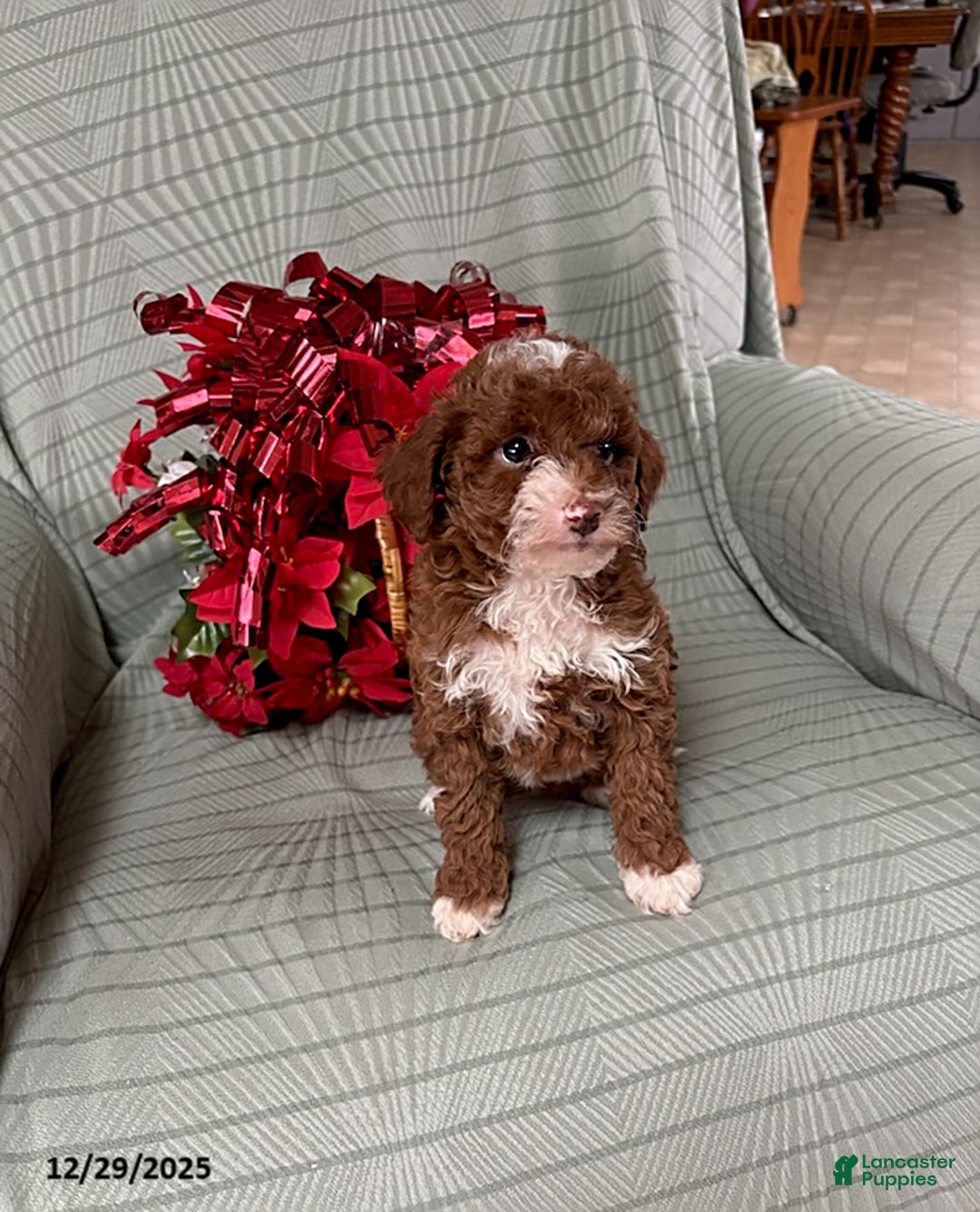 Miniature Poodle dogs for sale: Amy - Ad 1