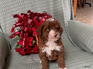 Miniature Poodle dogs Amy - Ad 4