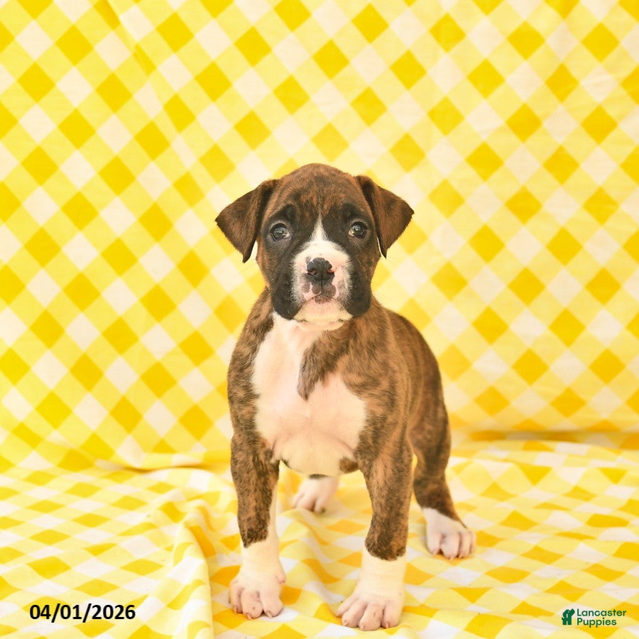Boxer dogs Jaydon  - Ad 2