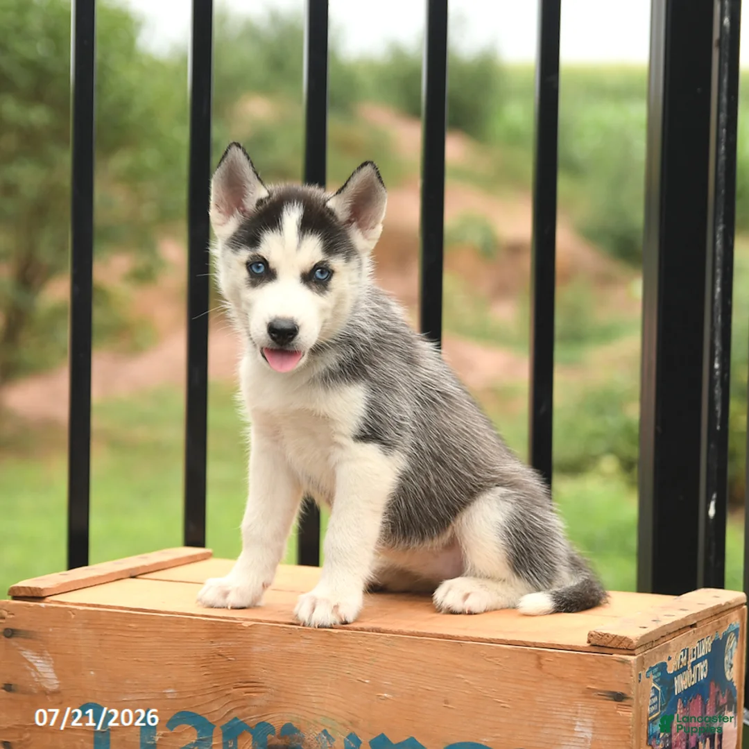 Siberian Husky dogs for sale: Bubbles - Ad 2
