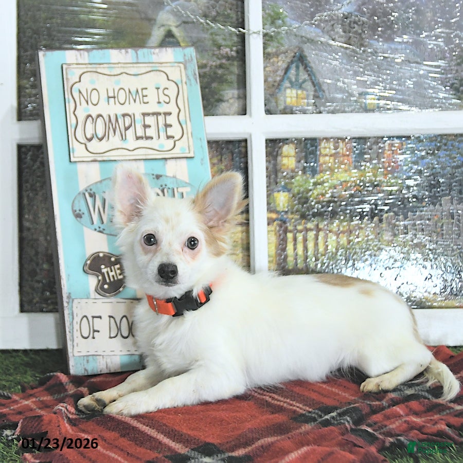 Chihuahua dogs Beau - Ad 5