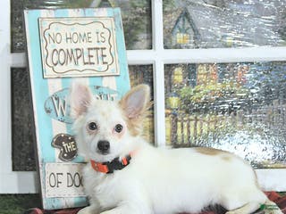 Chihuahua dogs Beau - Ad 5