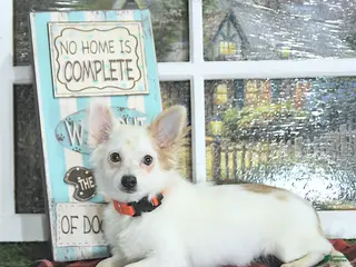 Chihuahua dogs Beau - Ad 3