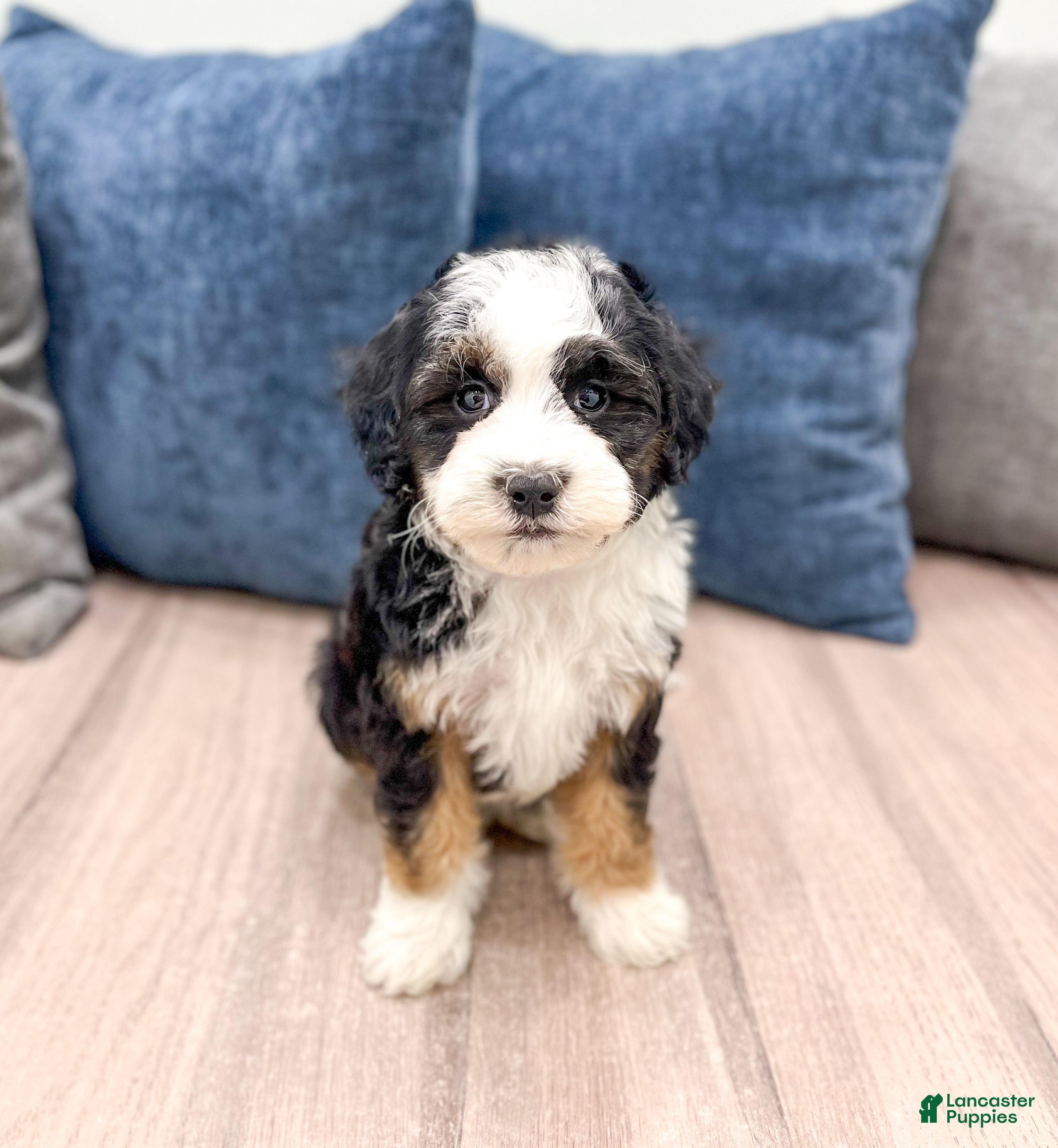 Mini Sheepadoodle dogs Jessabelle - Ad 1