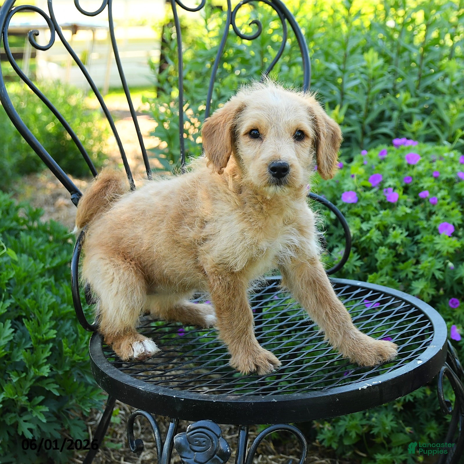 Mixed Breed dogs Patricia - Ad 2