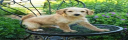Mixed Breed dogs for sale: Patricia - Ad 2
