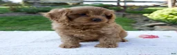 Cavapoo dogs for sale: Ezra - Ad 7