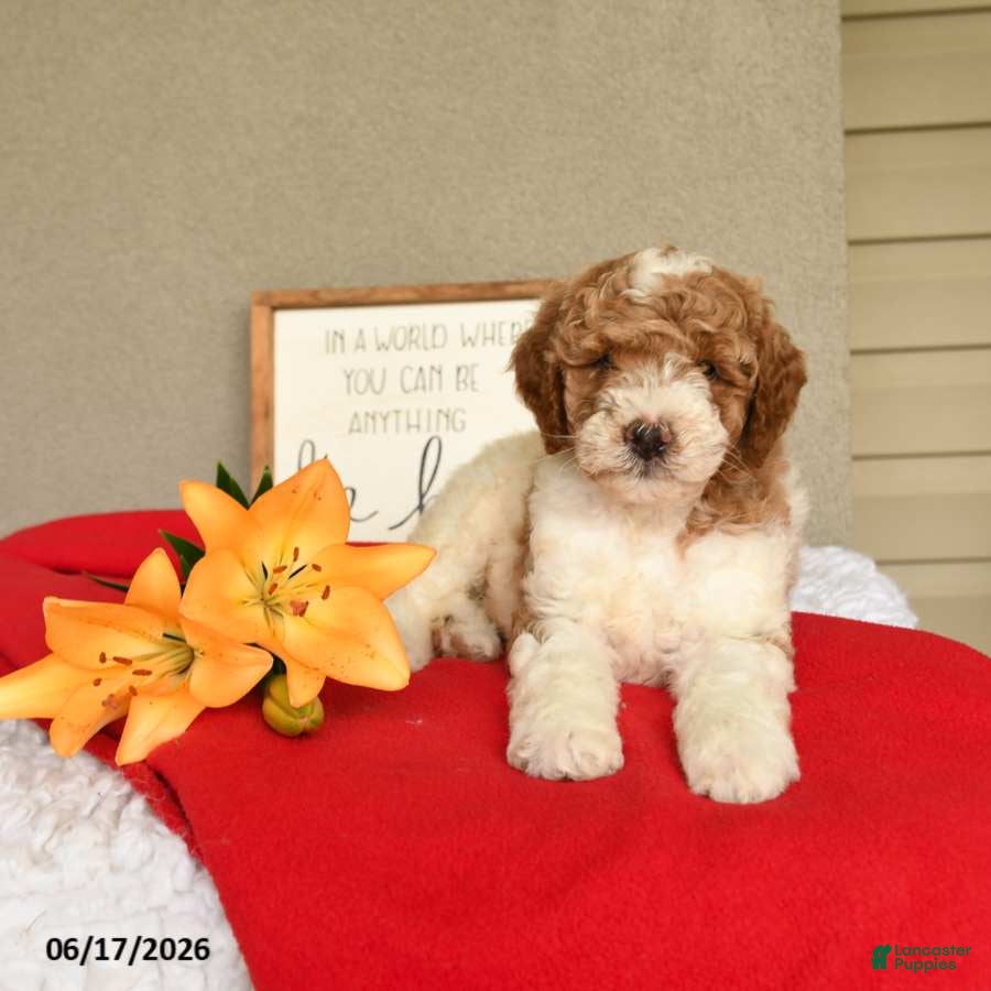 Mini Goldendoodle dogs Sailor - Ad 1