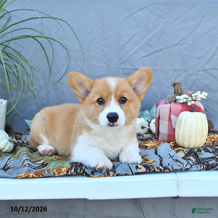 Welsh Corgi Pembroke dogs Abel - Ad 2