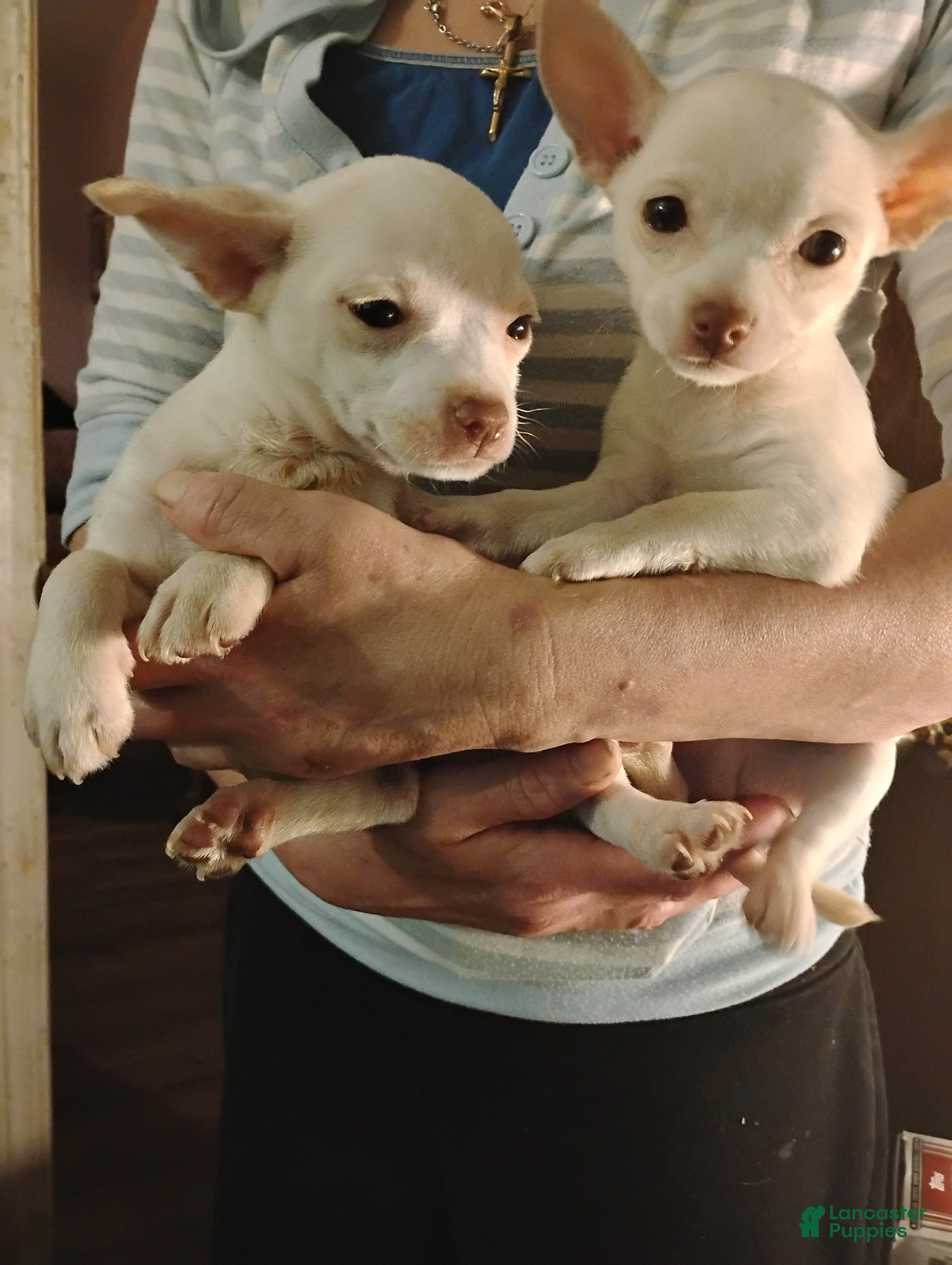 Chihuahua dogs for sale: Frosty - Ad 1