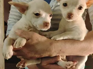 Chihuahua dogs Frosty - Ad 15