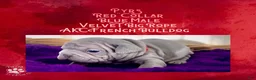 French Bulldog dogs for sale: Pyrs “Red”Collar, Male - Ad 18