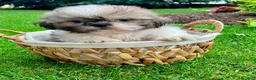 Shih Tzu dogs for sale: Jessa - Ad 4