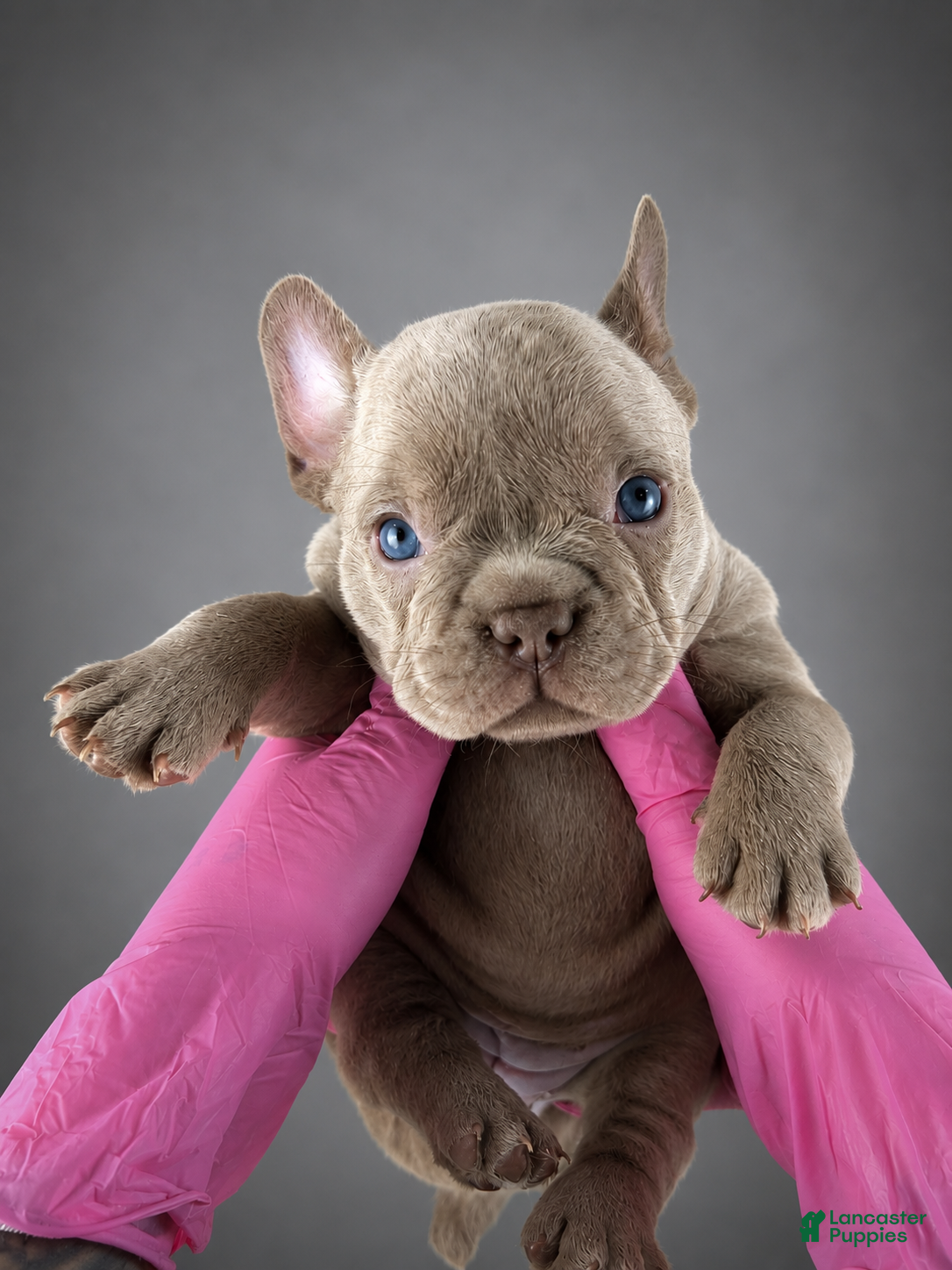 French Bulldog dogs Cartier - Ad 2