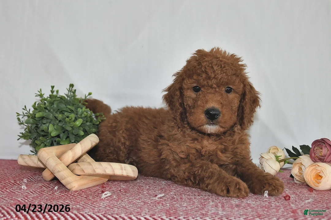 Goldendoodle dogs for sale: Milo - Ad 5