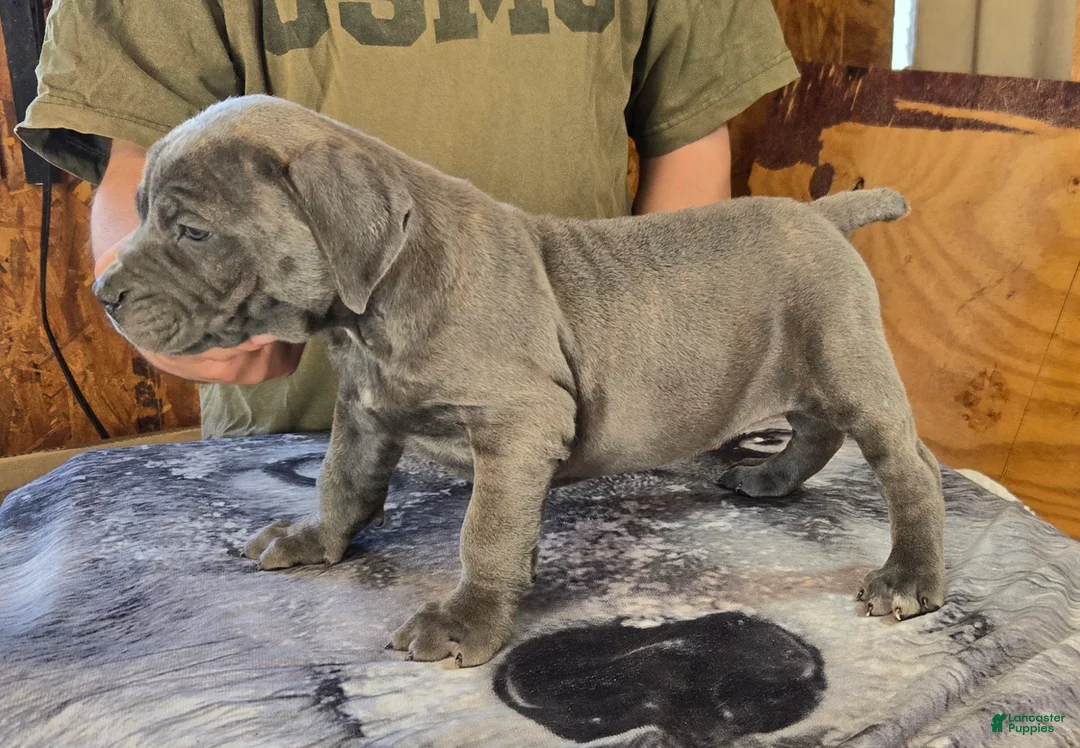 Mixed Breed dogs for sale: Hawks Bluey - Ad 2