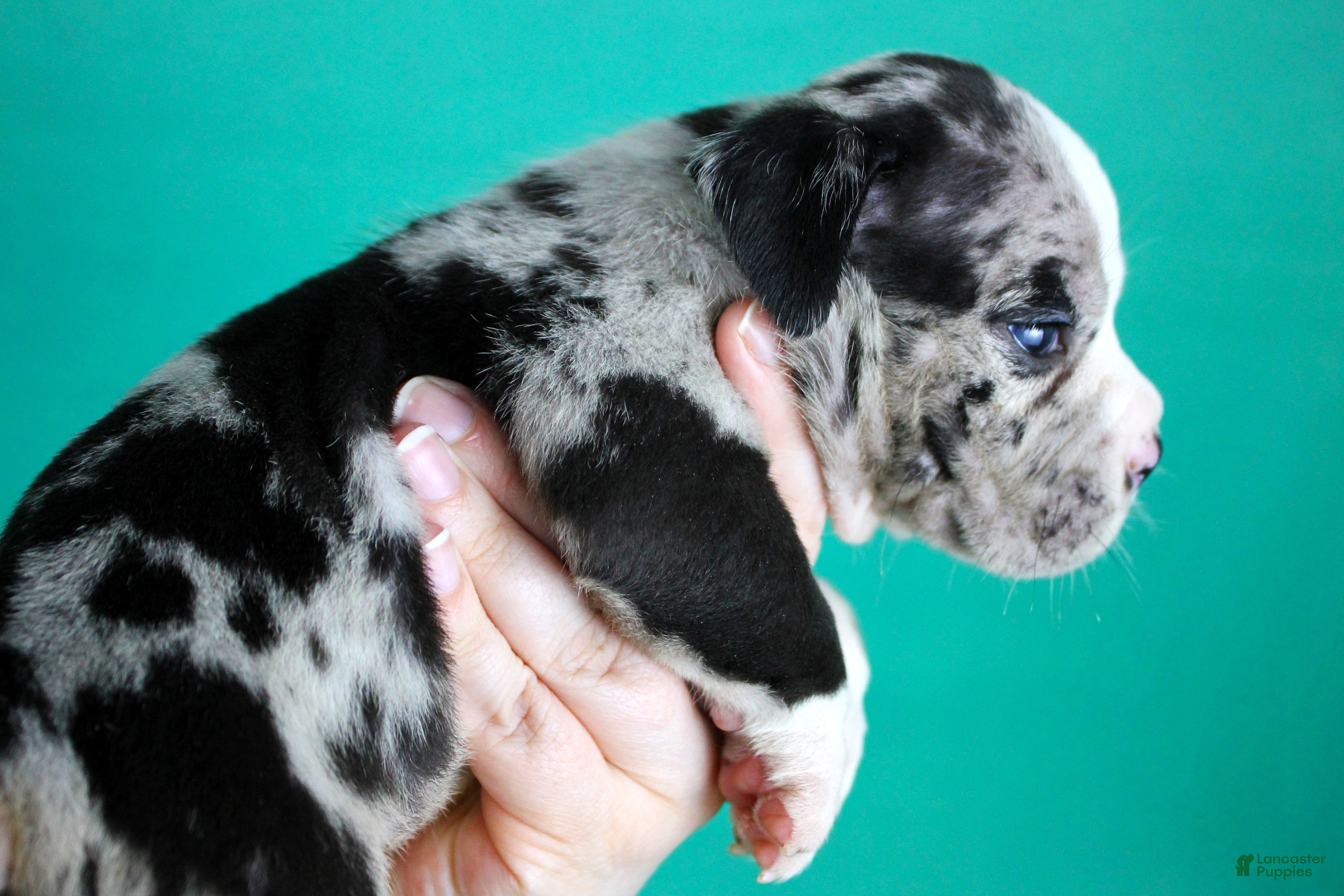 American Bully dogs Black Merle Female - Ad 2