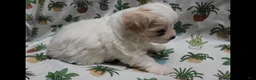 Maltipoo dogs for sale: Willow - Ad 7
