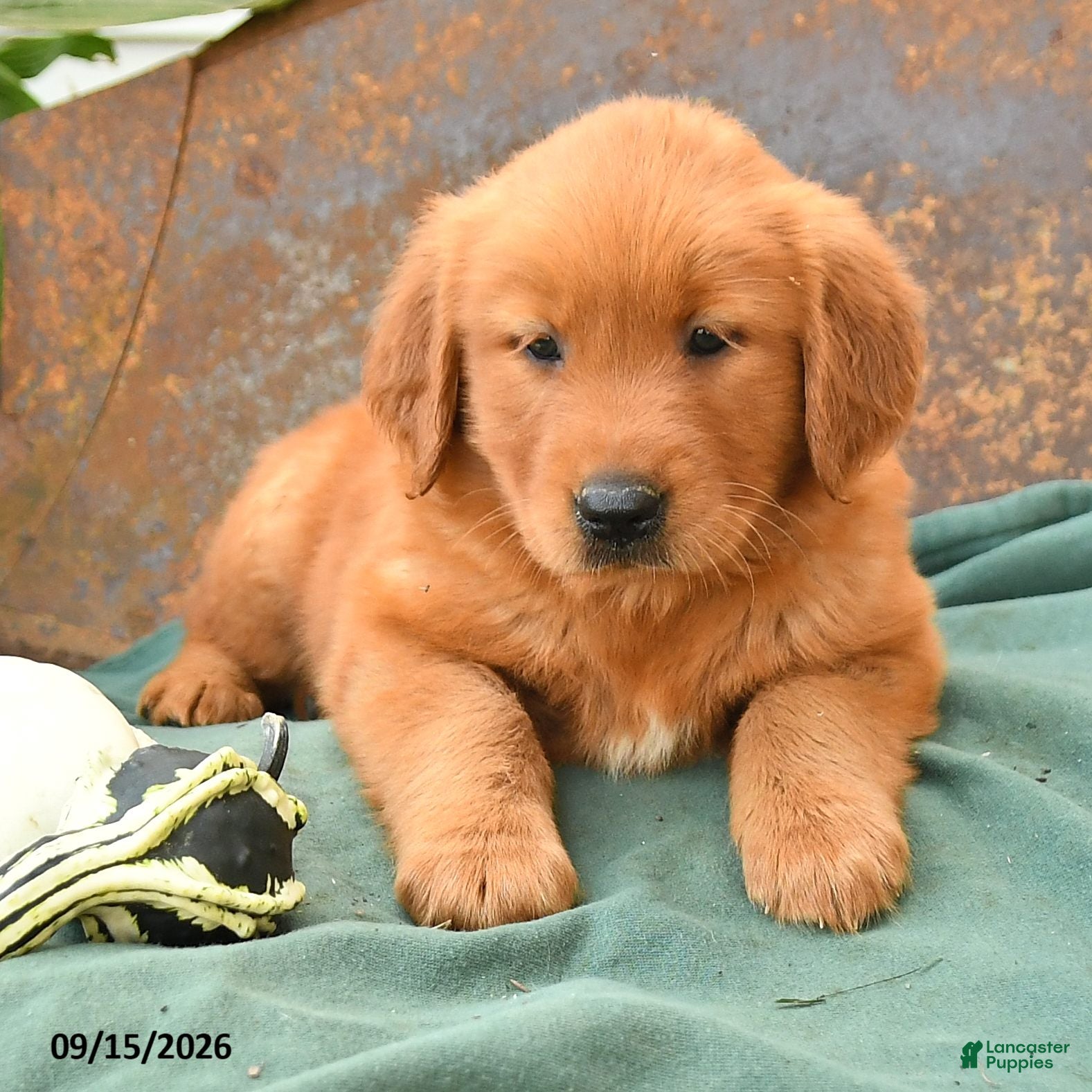 Golden Retriever dogs Ava  - Ad 2