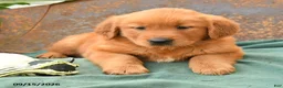 Golden Retriever dogs for sale: Ava  - Ad 2