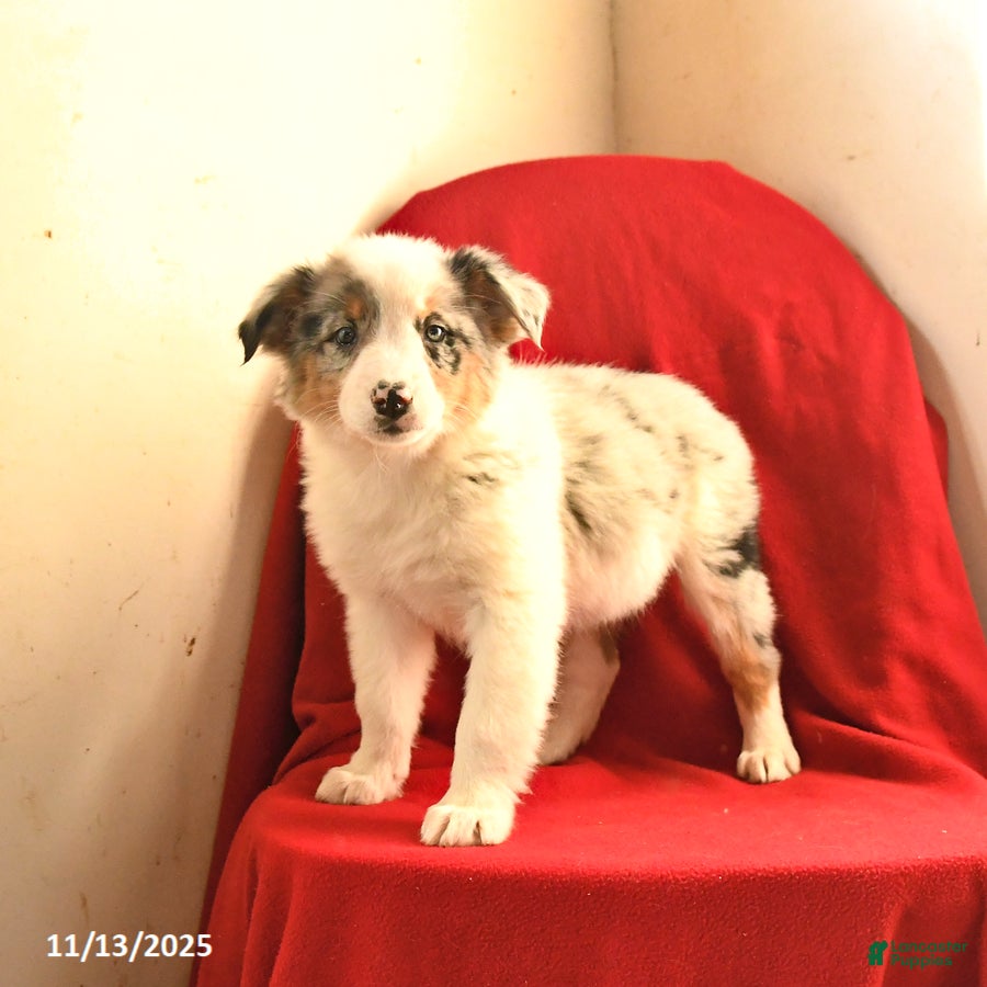 Australian Shepherd dogs Coconut - Ad 32