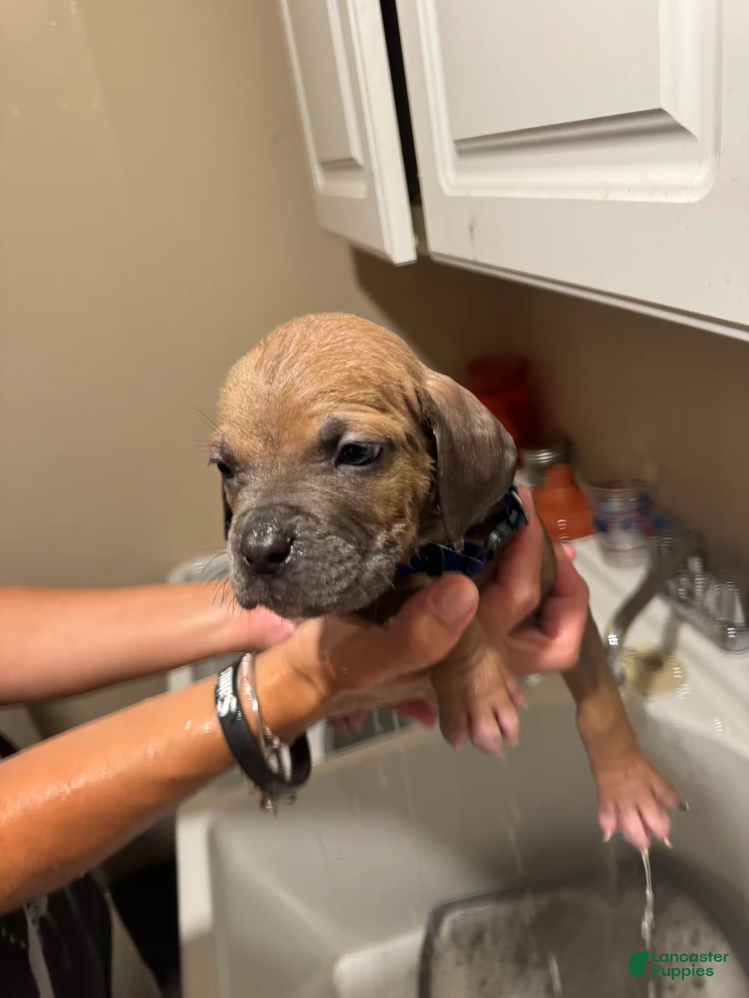Mixed Breed dogs for sale: Mixed Breed 4 - Ad 2