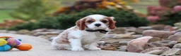 Cavalier King Charles Spaniel dogs for sale: Arby - Ad 3