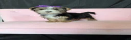 Yorkshire Terrier dogs for sale: Sweet Parti Girl Bambi - Ad 5