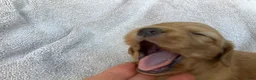Miniature Dachshund dogs for sale: DAWWG POUND’S POCKET-SIZED QB - Ad 16