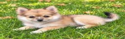 Pomchi dogs for sale: Nugget - Ad 5