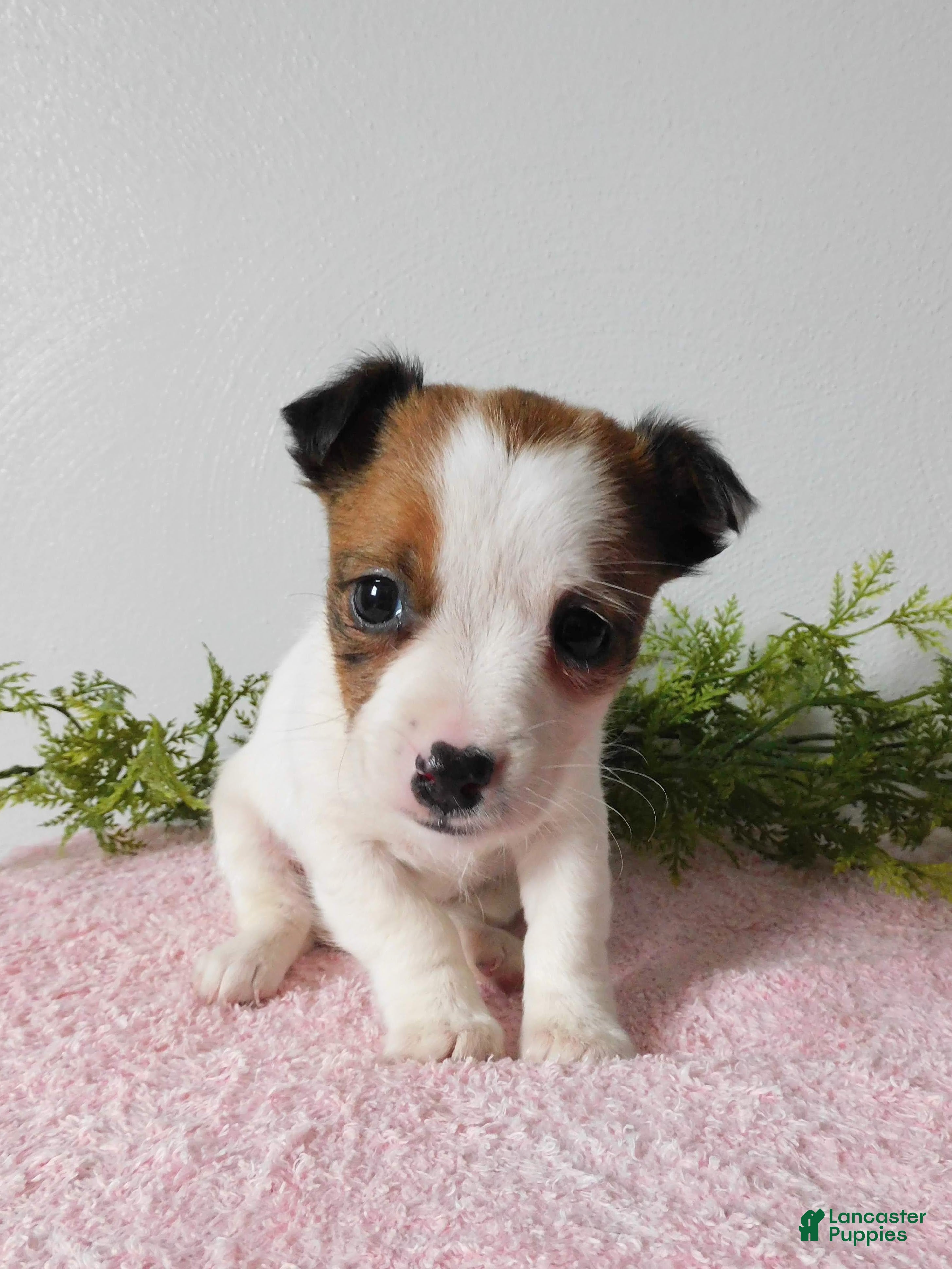 Jack Russell Terrier dogs Tina - Ad 1