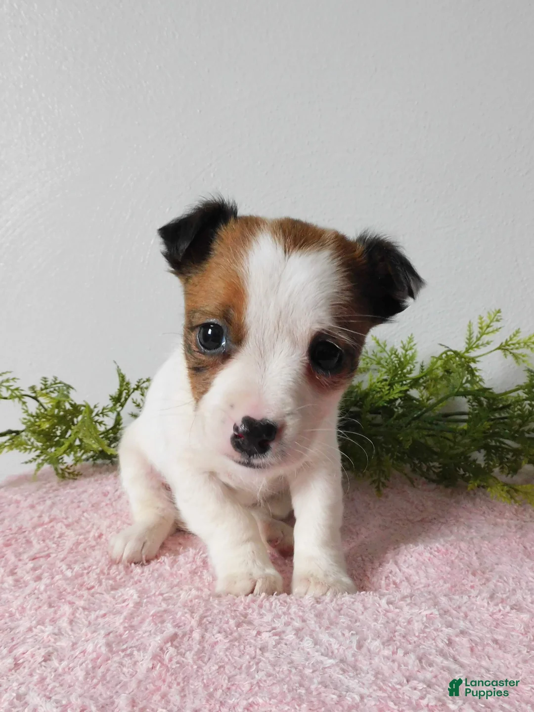 Jack Russell Terrier dogs for sale: Tina - Ad 1