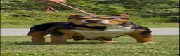 American Bully dogs for sale: American Bully 1 - Ad 2
