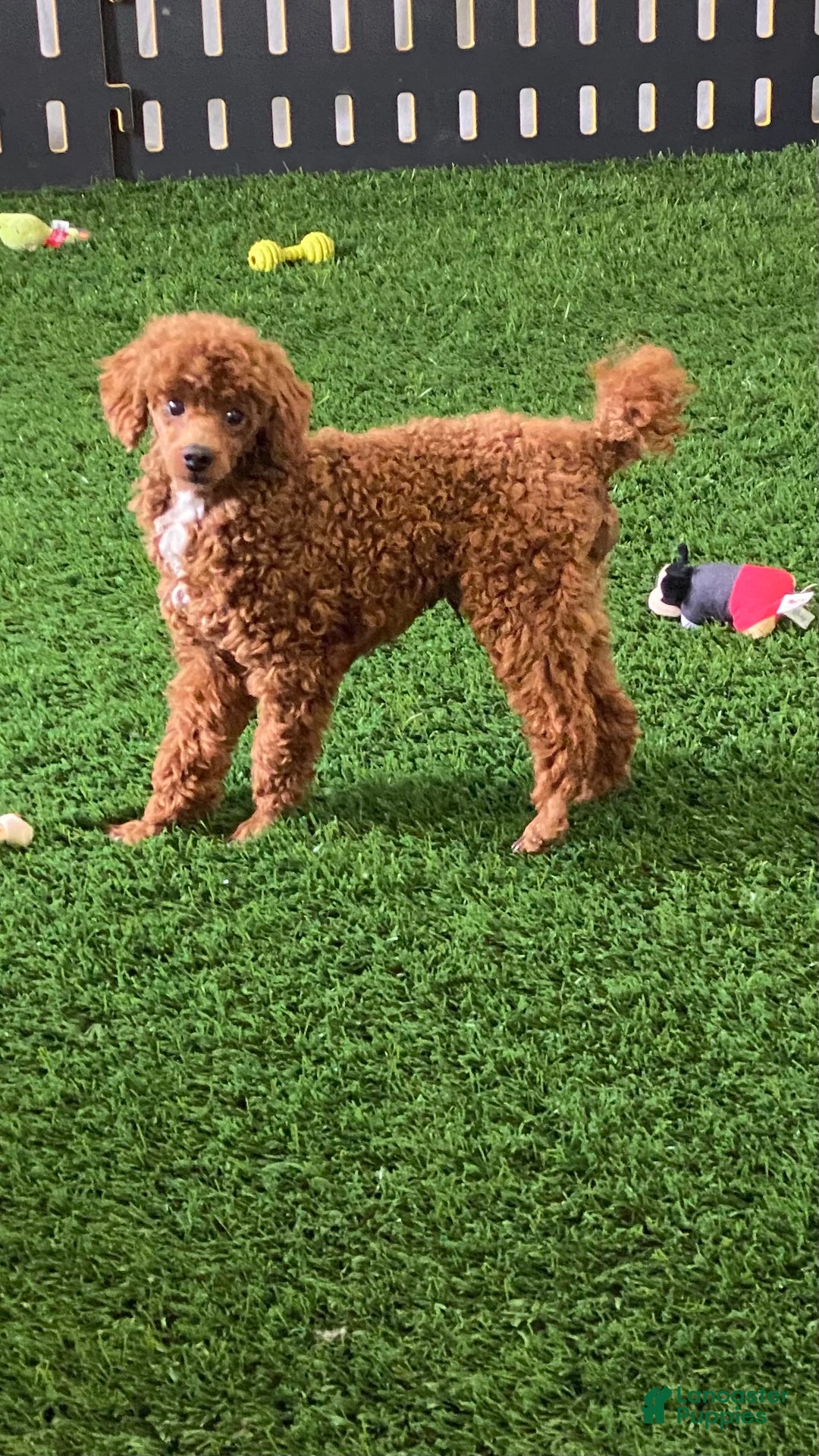 Cavapoo dogs for sale: Kit - Ad 9