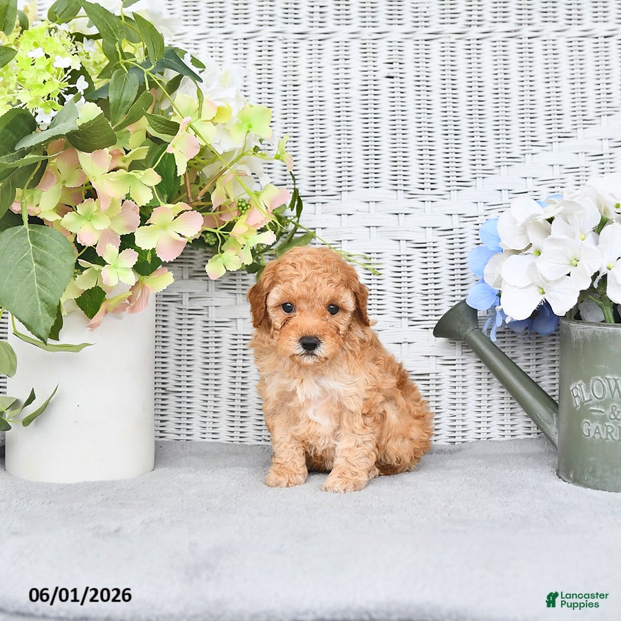 Mini Aussiedoodle dogs for sale: Quincy - Ad 3