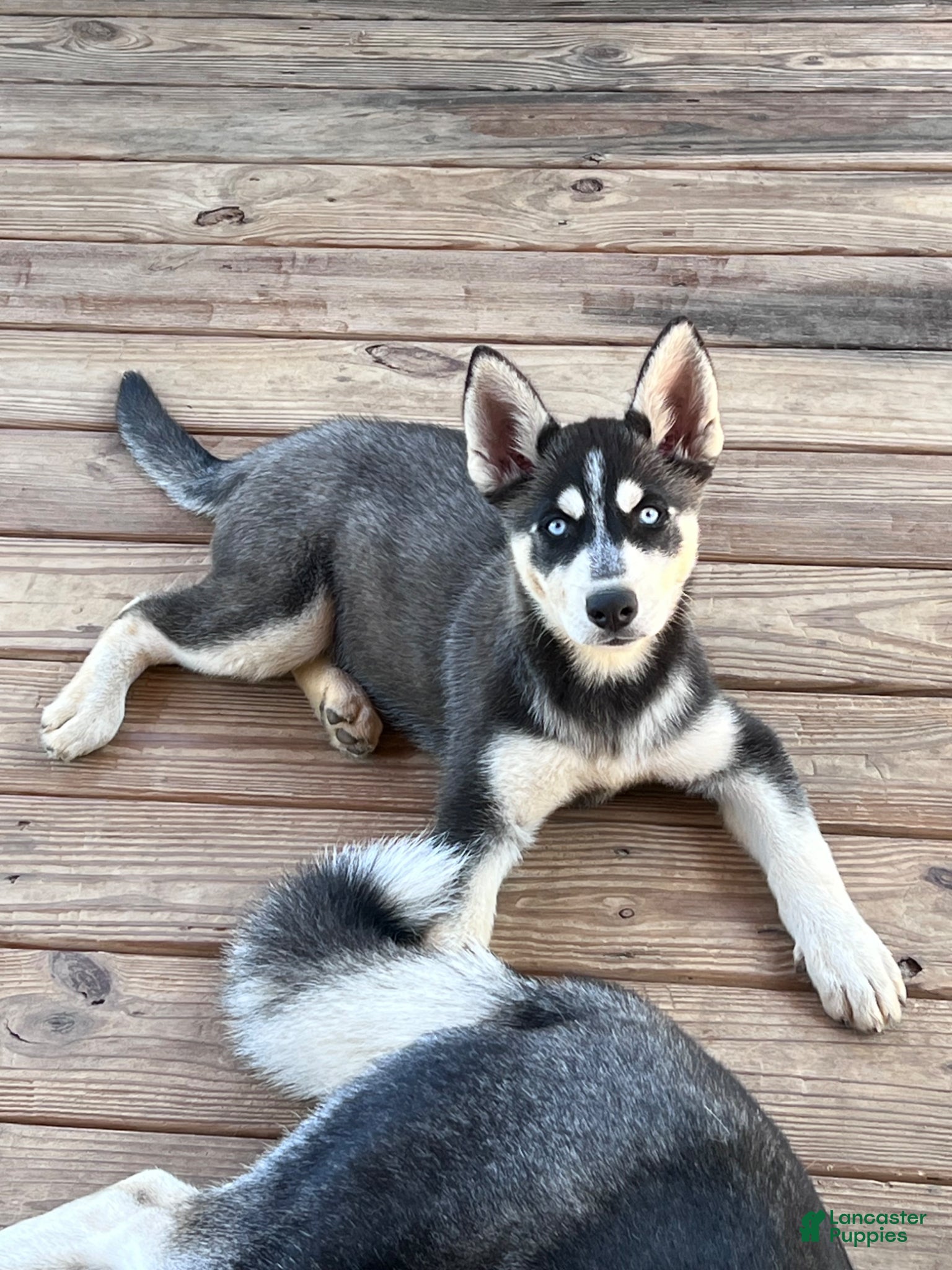 Gerberian Shepsky dogs Gerberian Shepsky Puppy 1 - Ad 2
