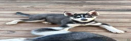 Gerberian Shepsky dogs for sale: Gerberian Shepsky Puppy 1 - Ad 2