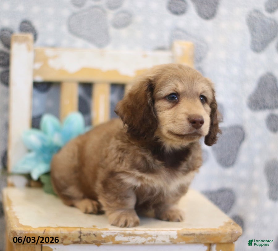 Miniature Dachshund dogs for sale: Zack - Ad 1
