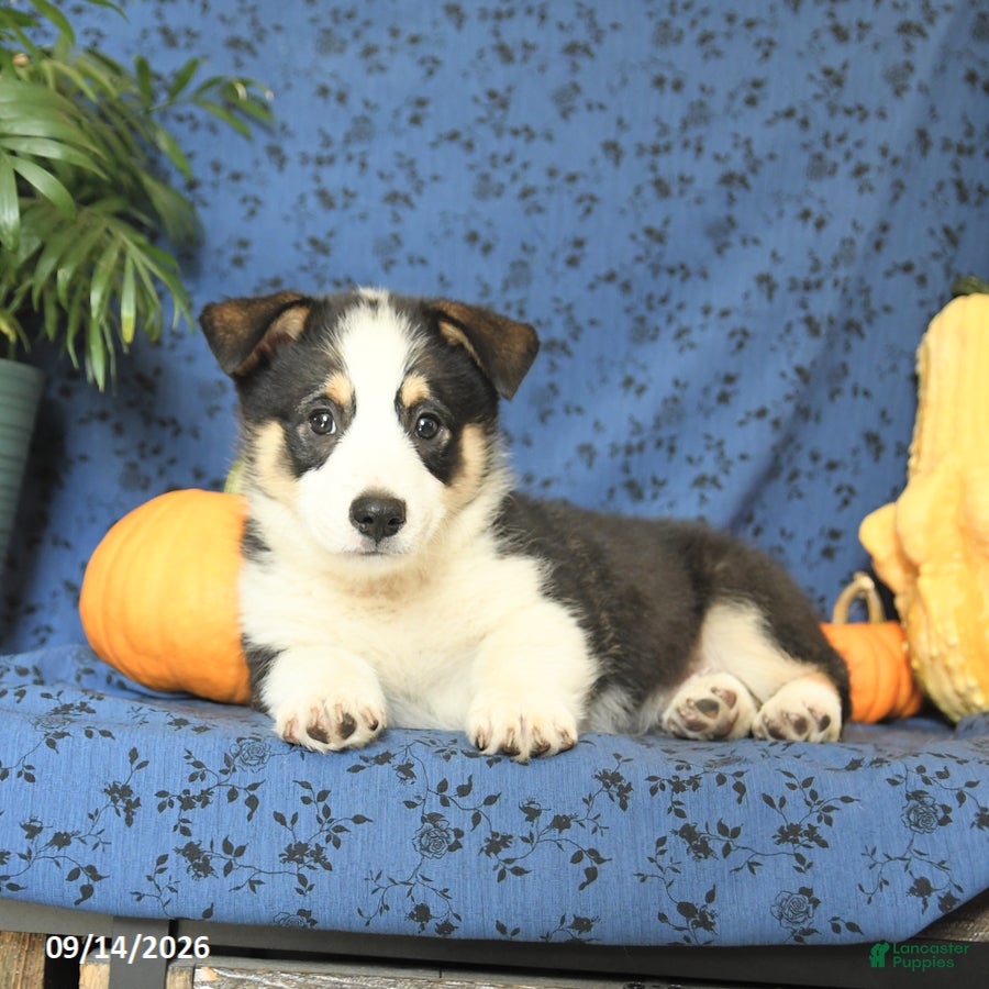 Welsh Corgi Pembroke dogs Gizmo - Ad 2