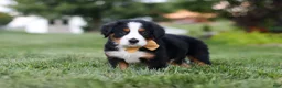 Bernese Mountain Dog dogs for sale: Denali - Ad 9