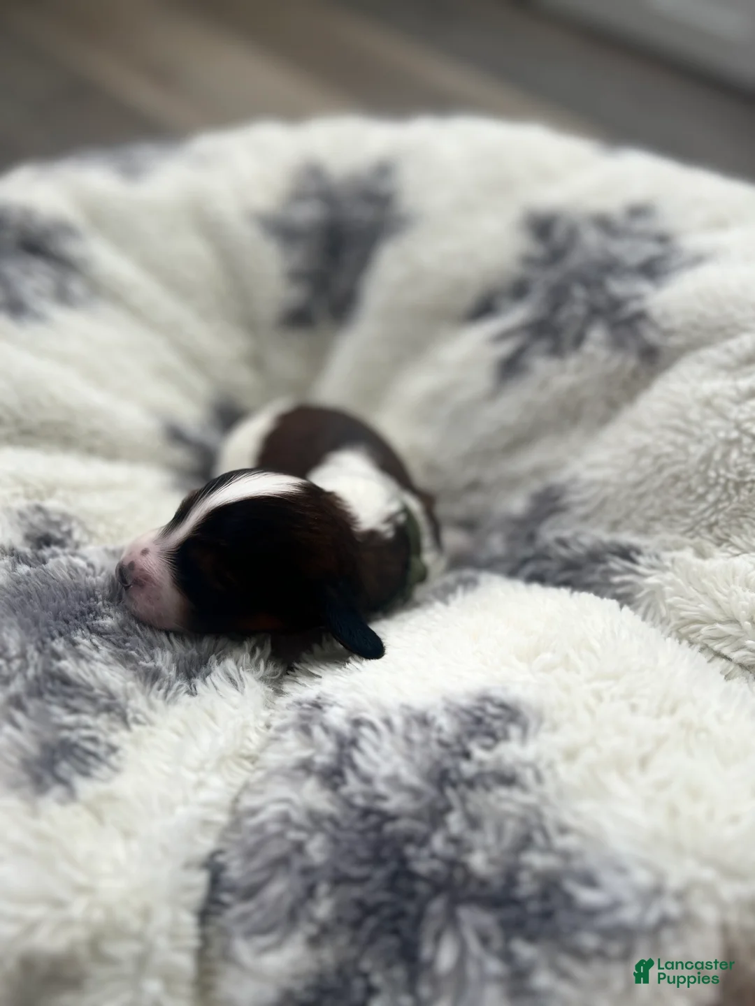 Miniature Dachshund dogs for sale: Cookie - Ad 16