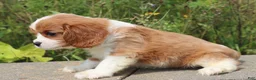 Cavalier King Charles Spaniel dogs for sale: Scott - Ad 6