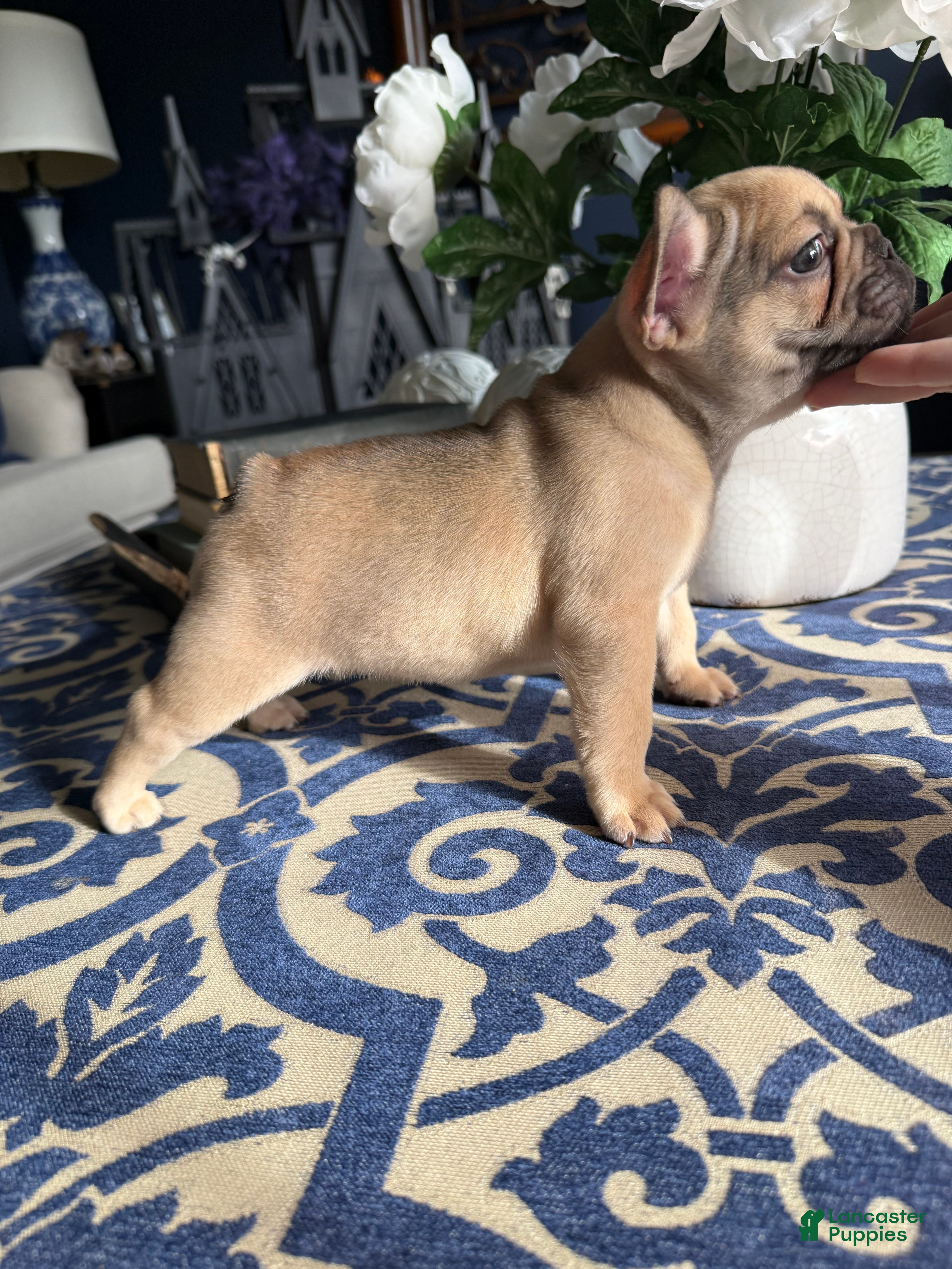 French Bulldog dogs French Bulldog Puppy 1 - Ad 2