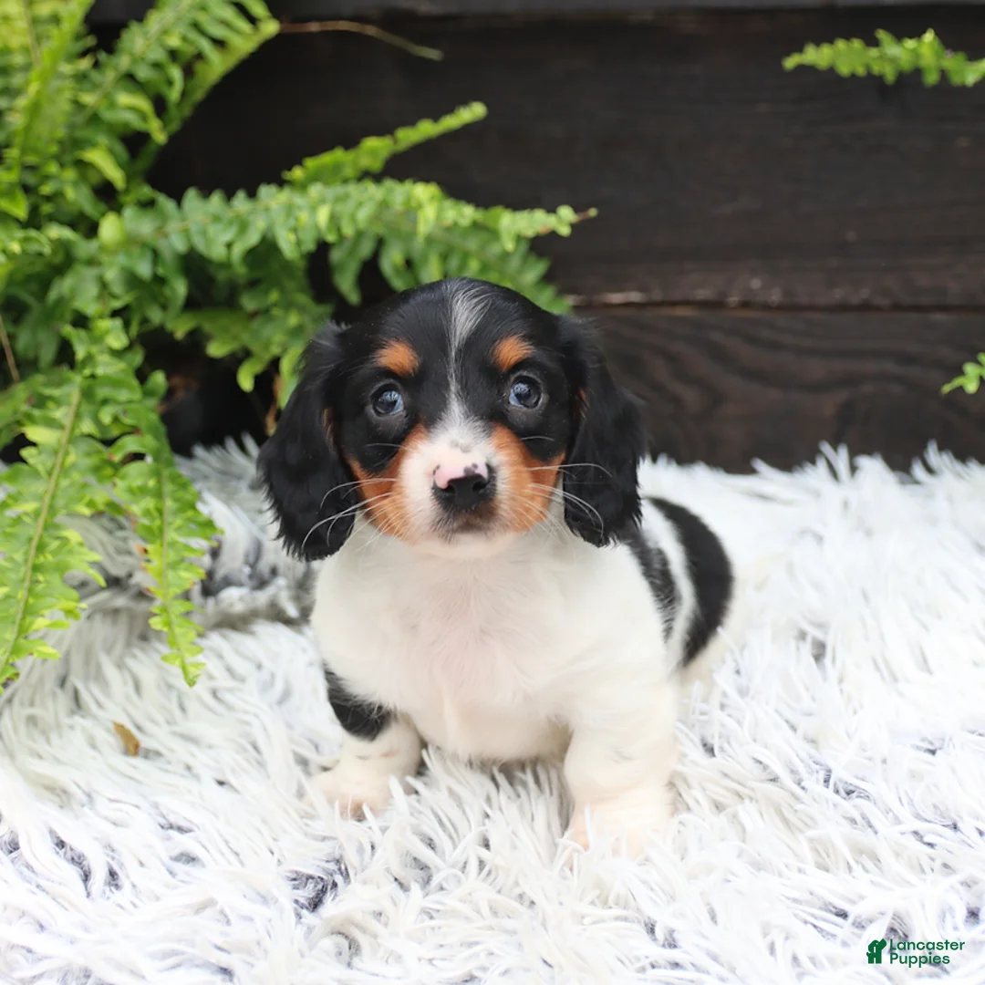 Miniature Dachshund dogs for sale: Dash - Ad 1